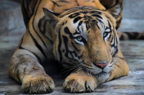 Nadia the Malayan tiger