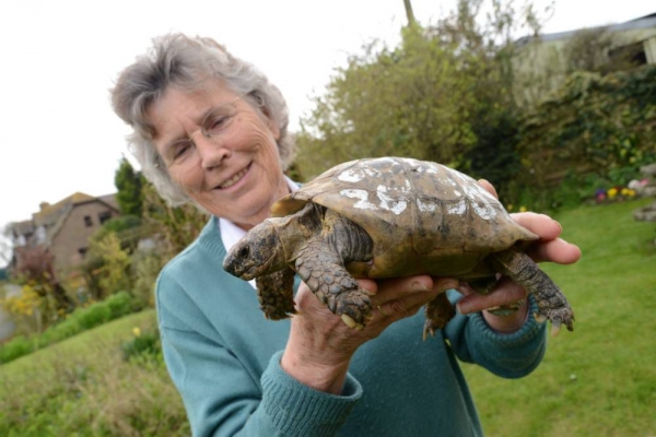 60 YEAR OLD TAKES TORTOISE FOR A WALK IN ITALY: FINED $180 - Industry  Global News24