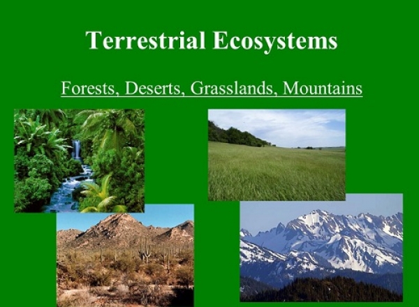 Advancement in estimations of carbon removal by terrestrial ecosystems - Industry Global News24
