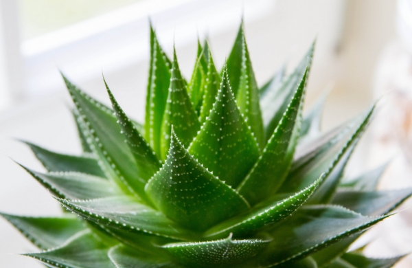 Aloe Vera Is The One Stop Solution For All Health Issues Industry