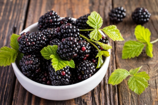 HEALTH BENEFITS OF BLACKBERRY FRUIT - Industry Global News24